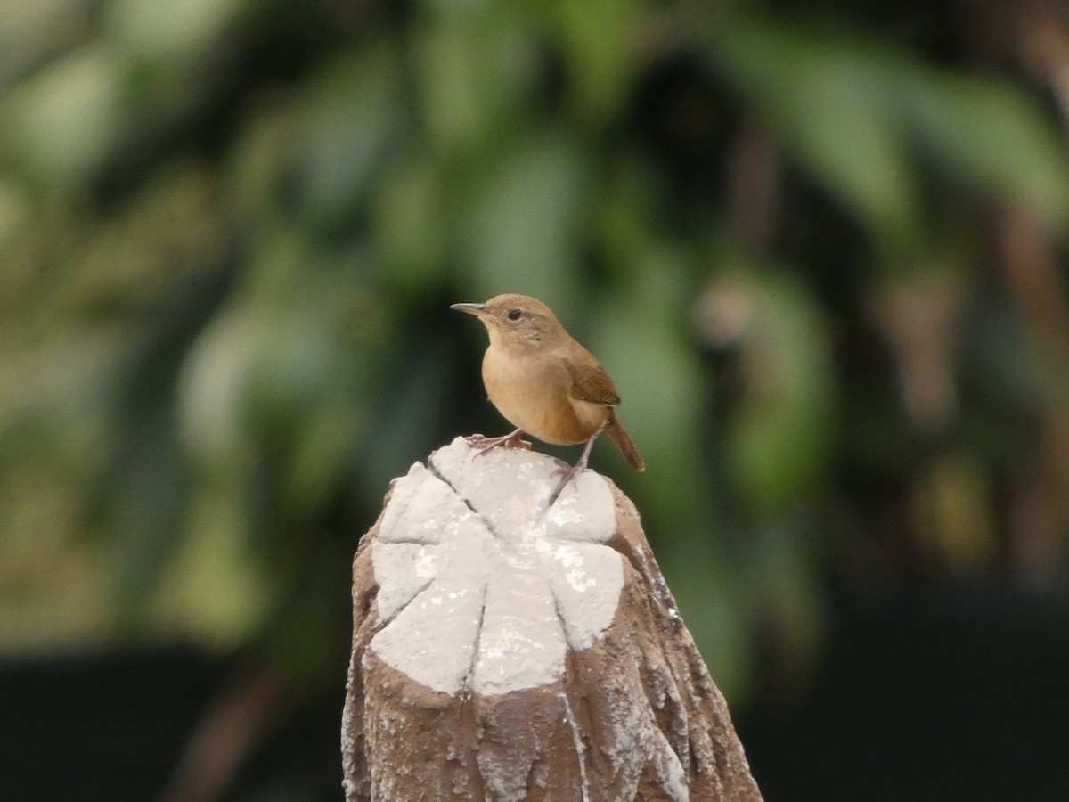 Chochín Criollo Sureño - ML649104012