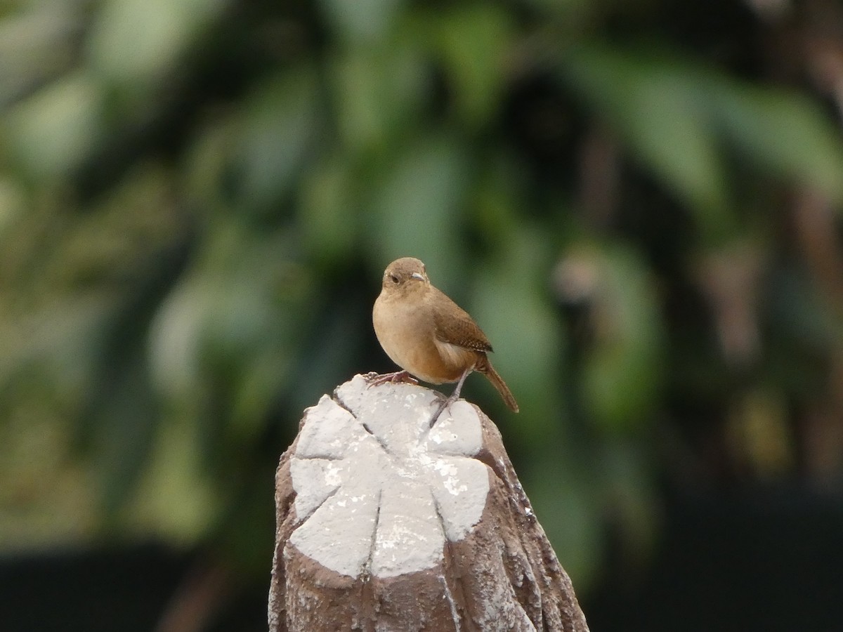 Chochín Criollo Sureño - ML649104013