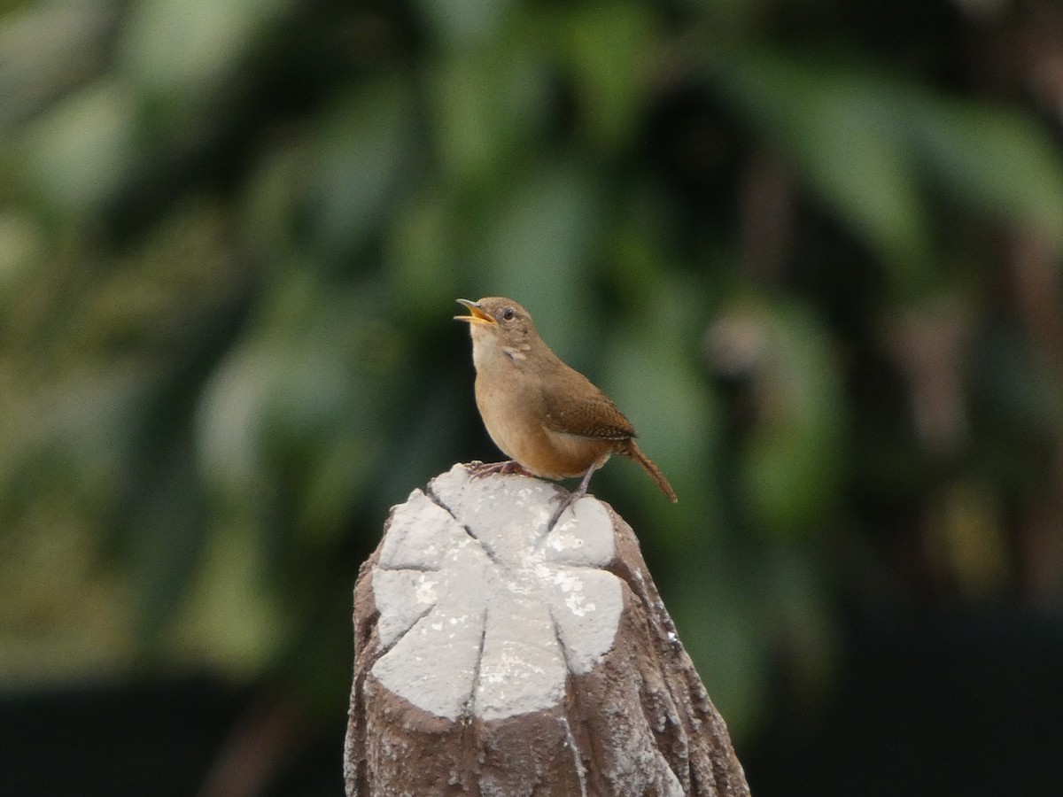 Chochín Criollo Sureño - ML649104014