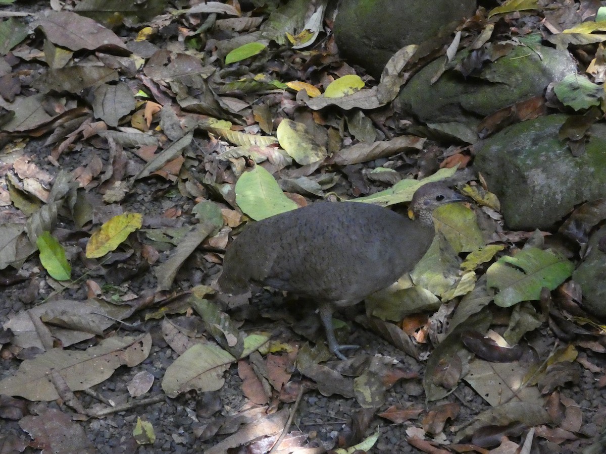 Tinamú Oliváceo - ML649104167