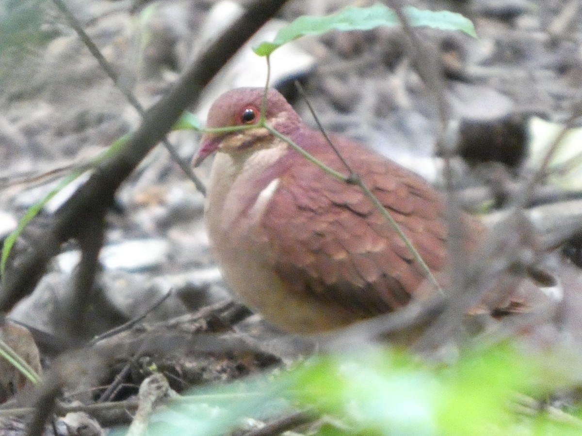 Paloma Perdiz Común - ML649104186