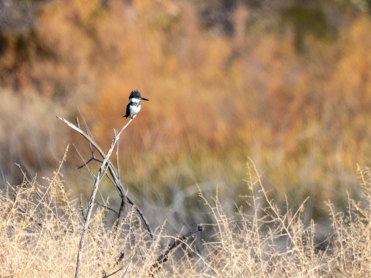 rybařík pruhoprsý - ML649104193