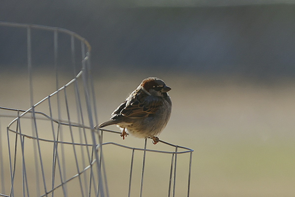 House Sparrow - ML649104202