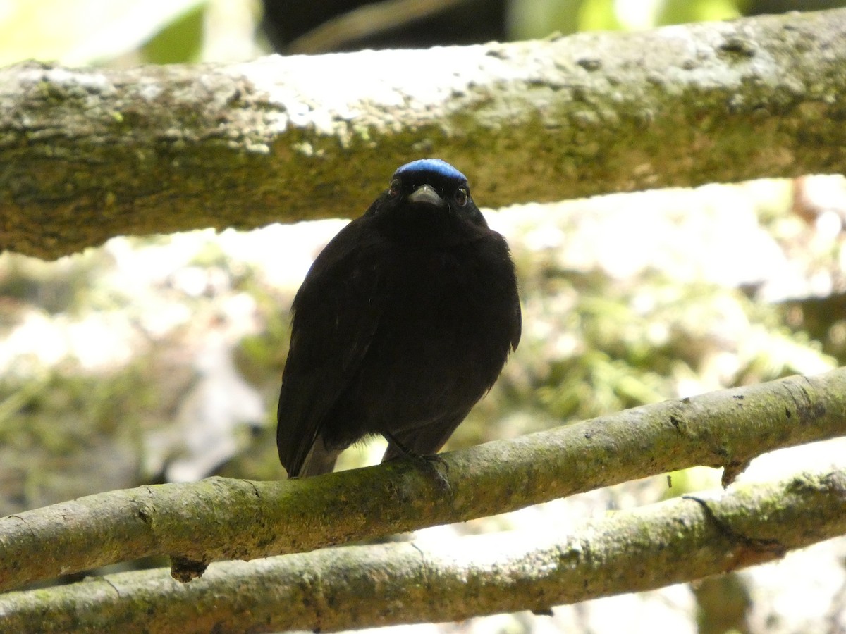 Saltarín Aterciopelado - ML649104235