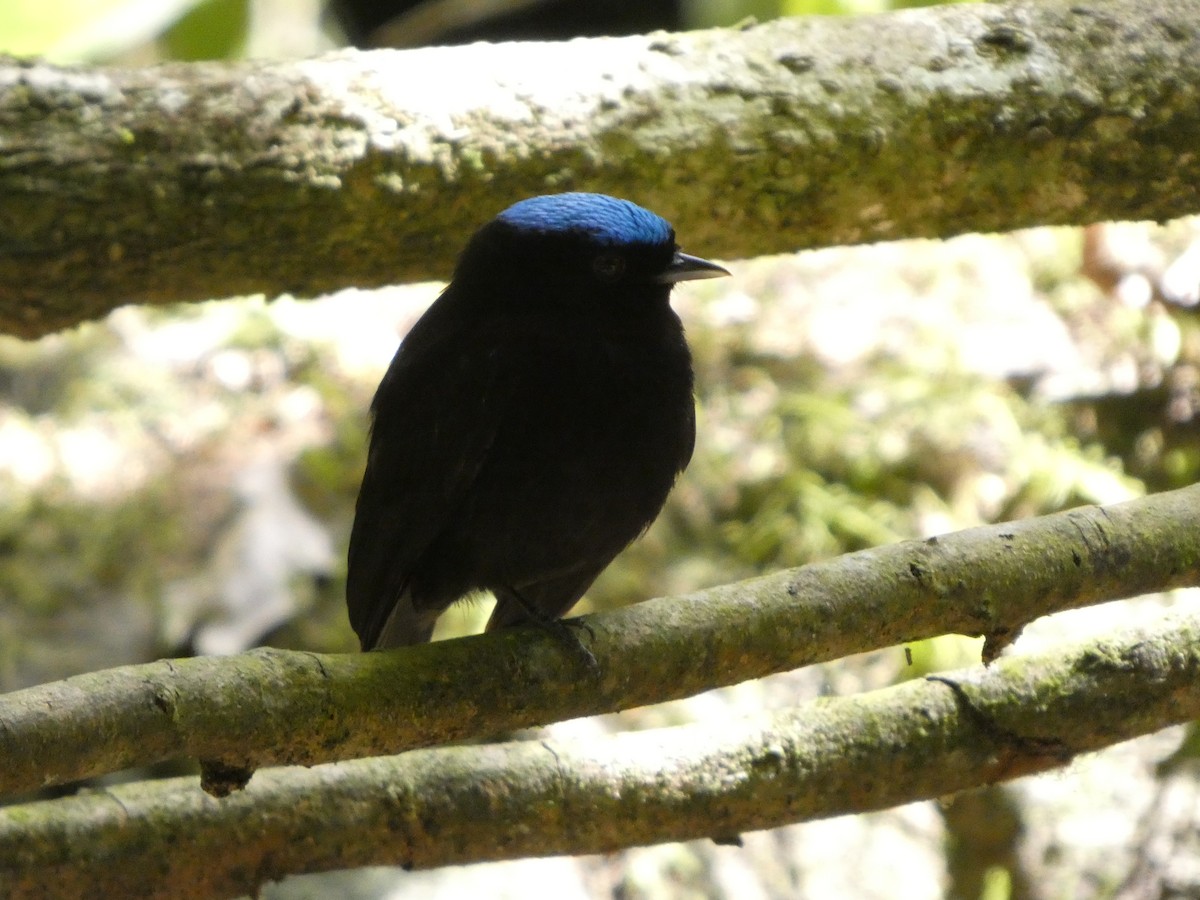 Saltarín Aterciopelado - ML649104236