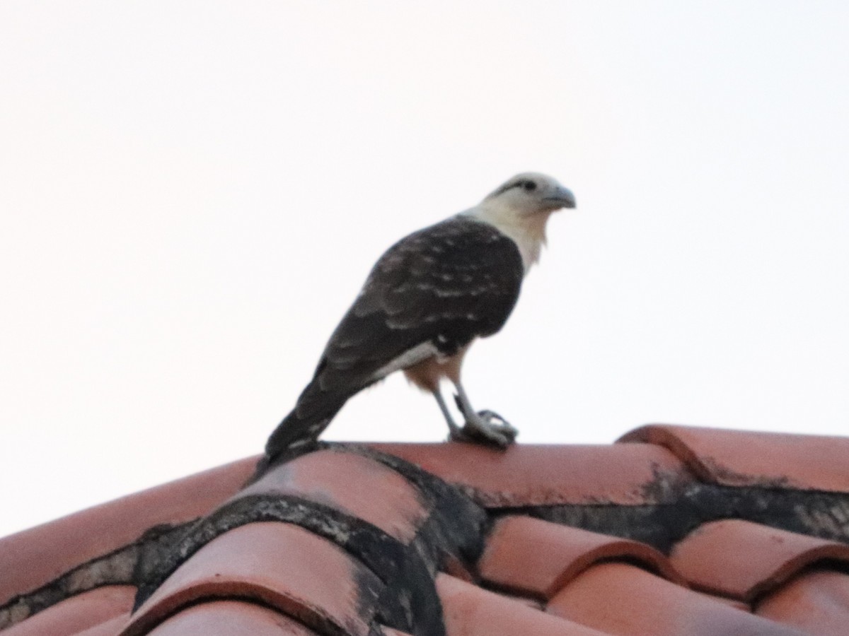 Caracara Chimachima - ML649104269