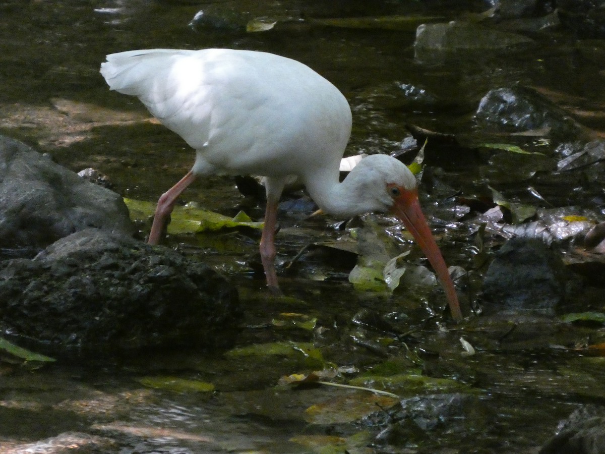 Corocoro Blanco - ML649104285