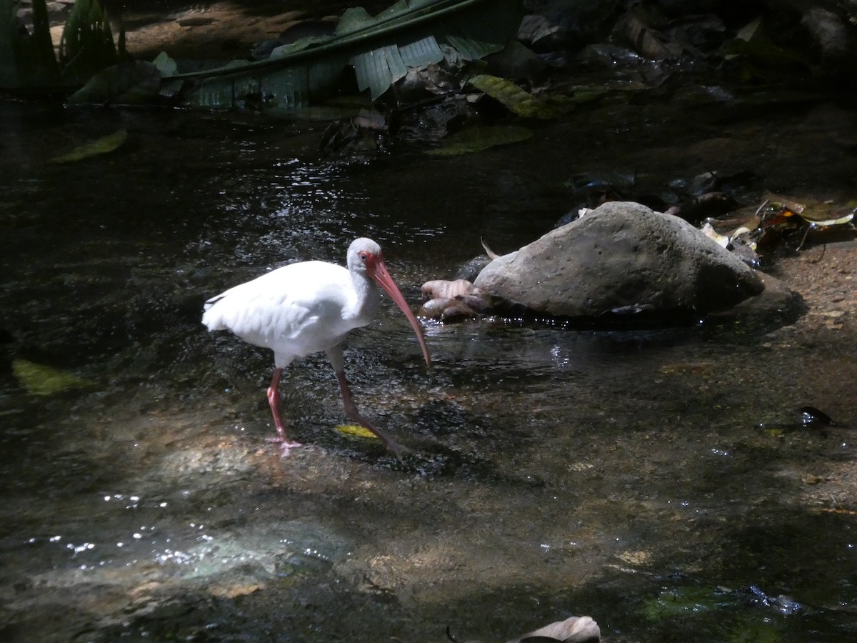 Corocoro Blanco - ML649104287