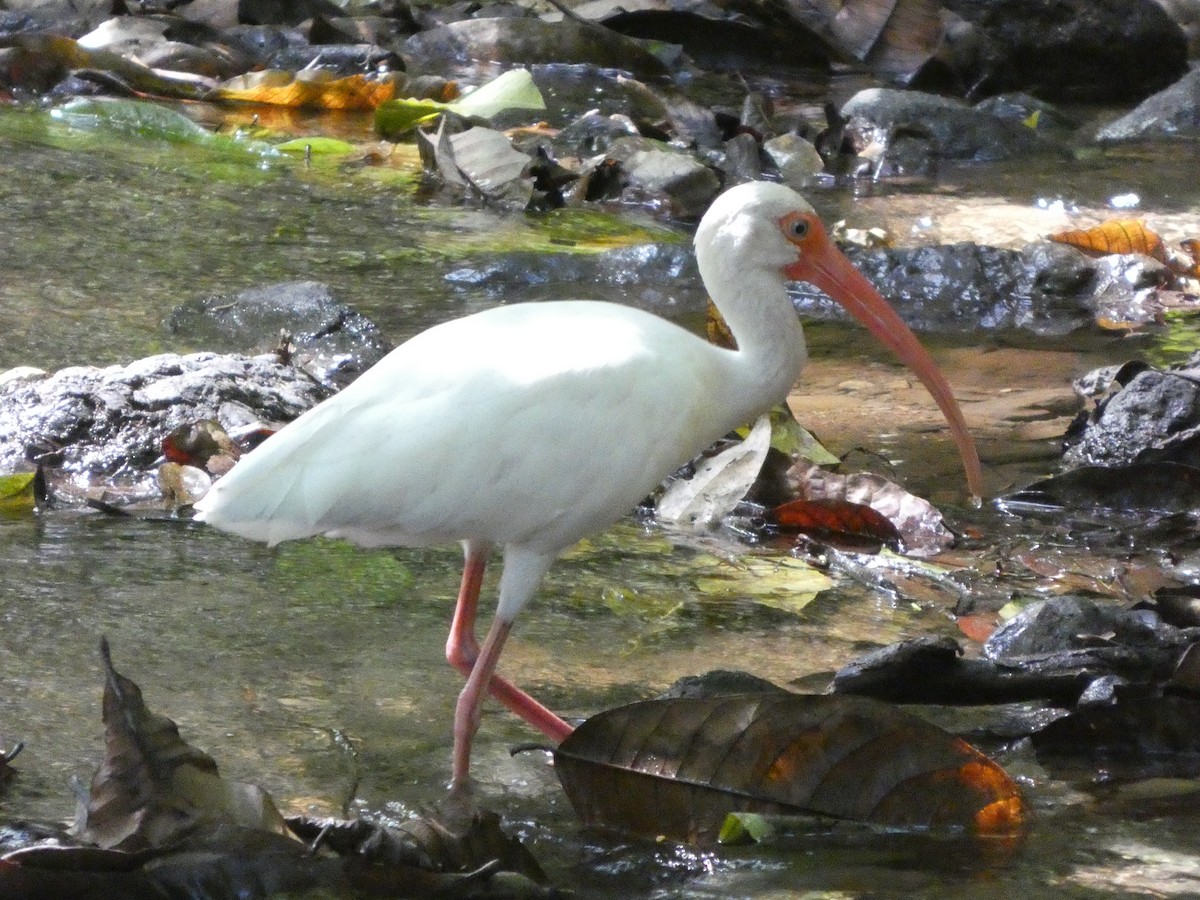 Corocoro Blanco - ML649104288