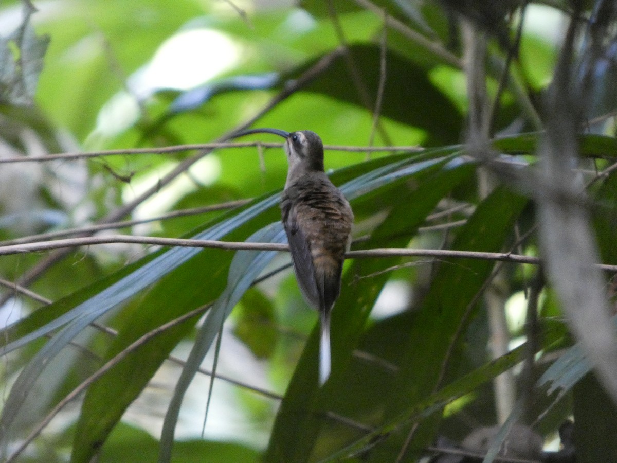 Ermitaño Piquilargo - ML649104296