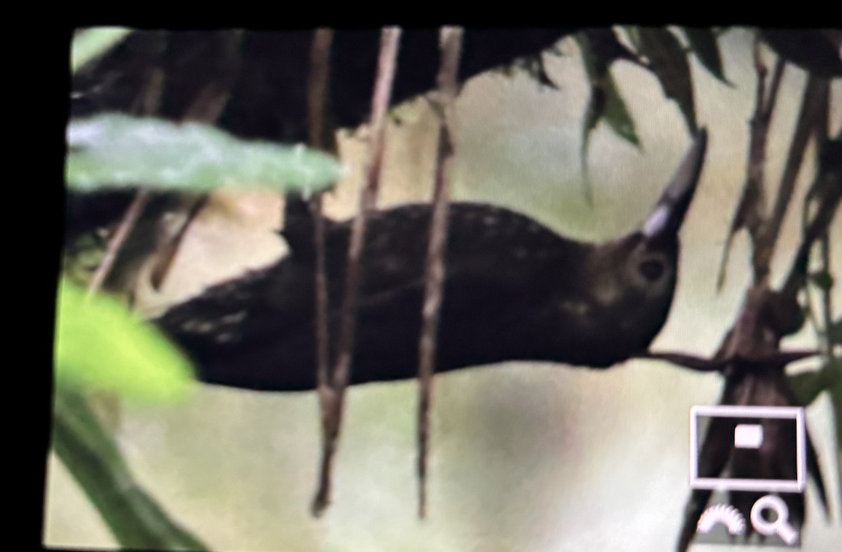 Trepatroncos Manchado - ML649104358