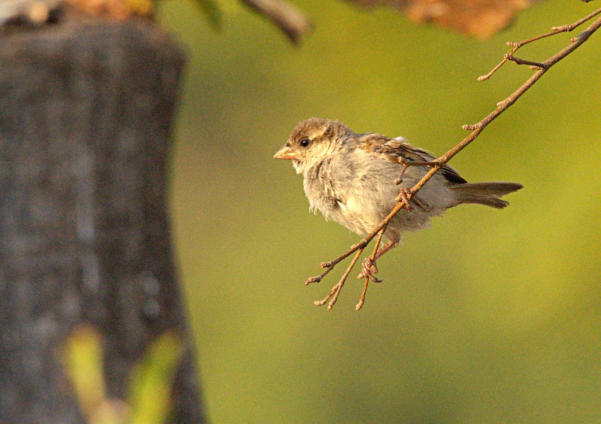 House Sparrow - ML649104512