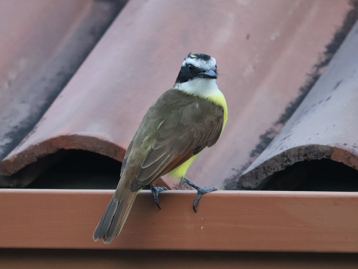 Bienteveo Común - ML649104810