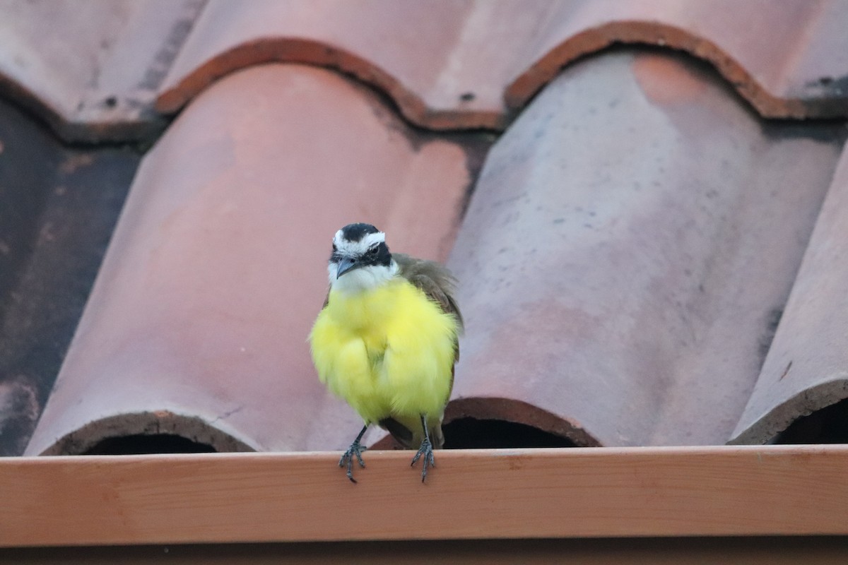 Bienteveo Común - ML649104882