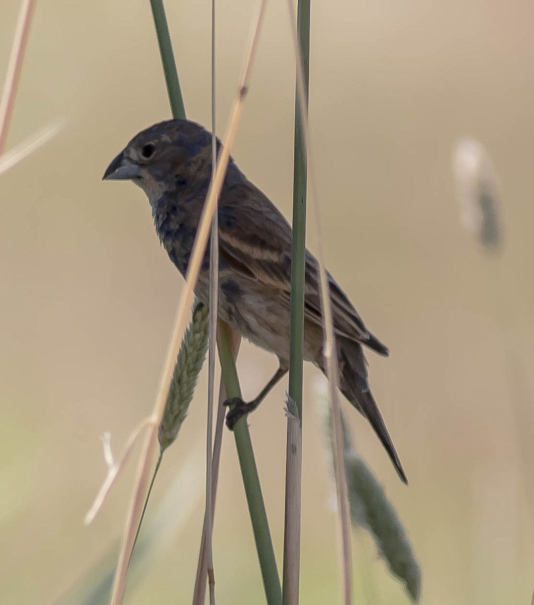 Blue Grosbeak - ML649104997
