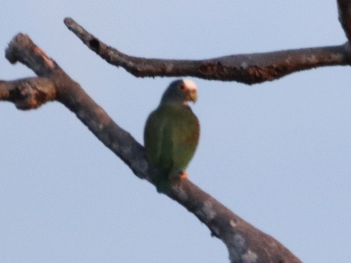 Loro Senil - ML649105176