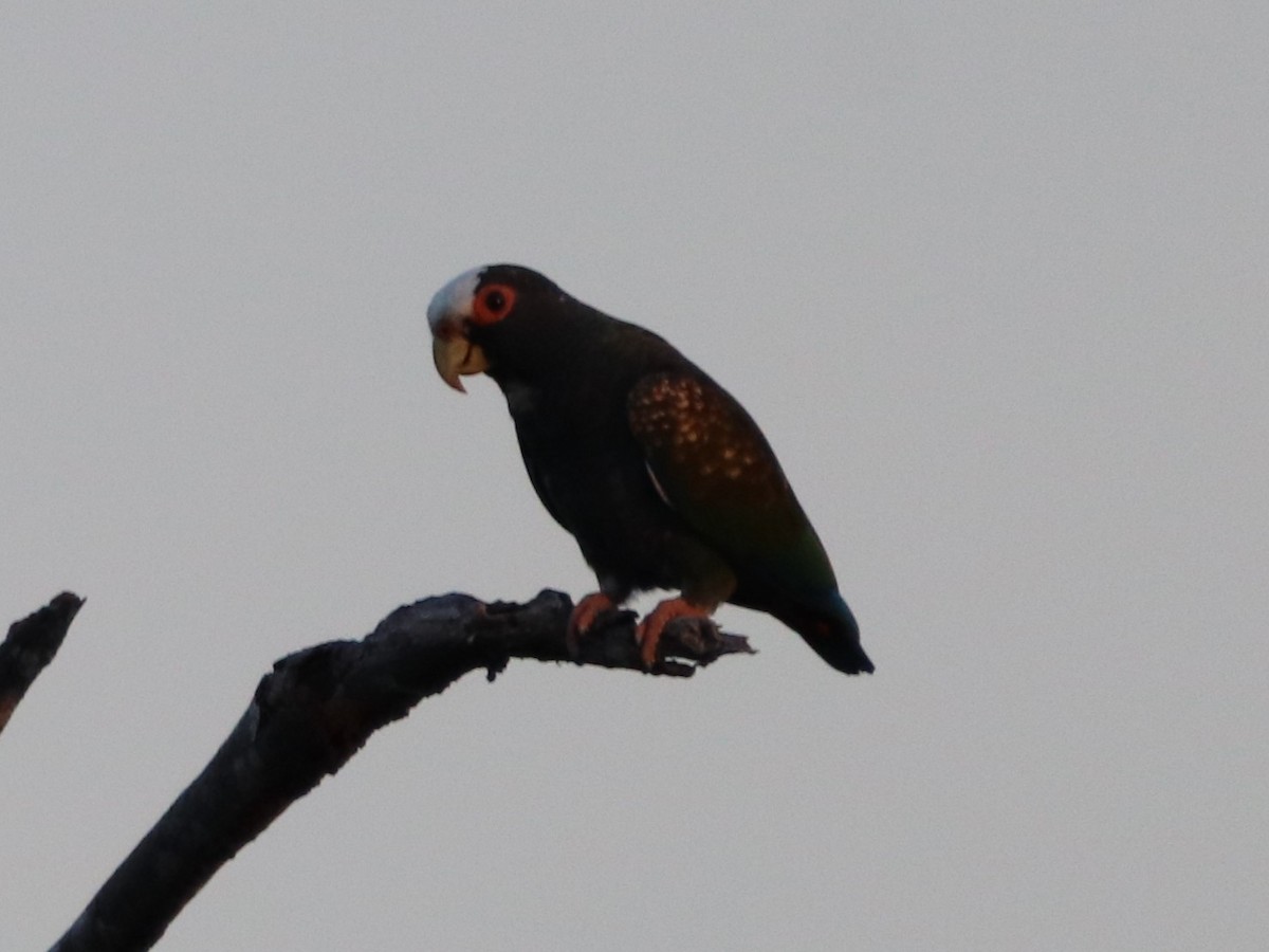 Loro Senil - ML649105177