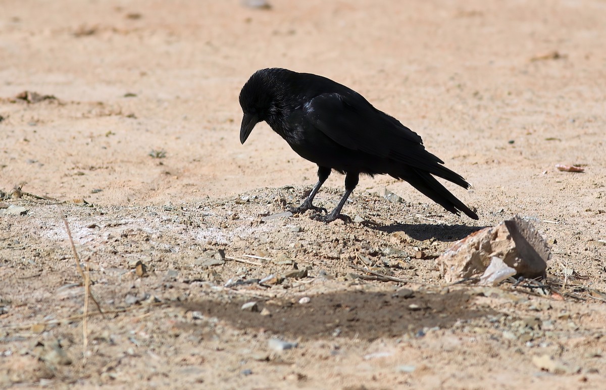 Common Raven - ML649105321
