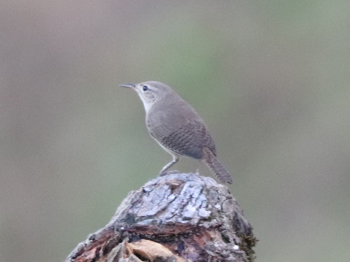 Chochín Criollo Sureño - ML649105401