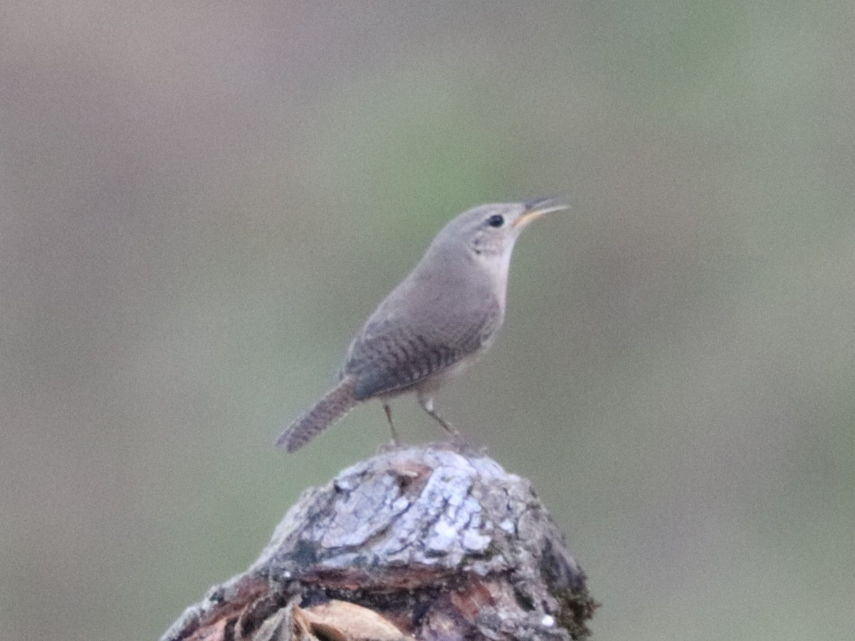 Chochín Criollo Sureño - ML649105402