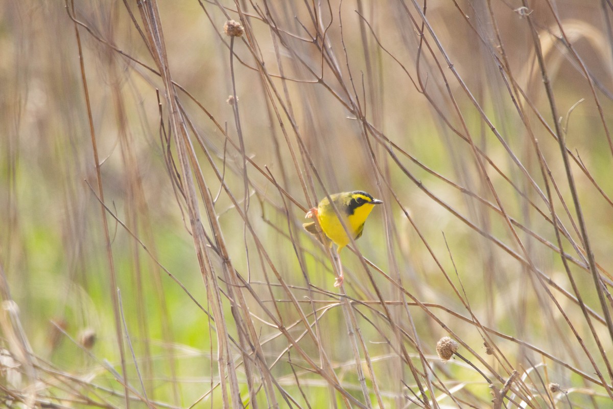 Kentucky Warbler - ML649105419
