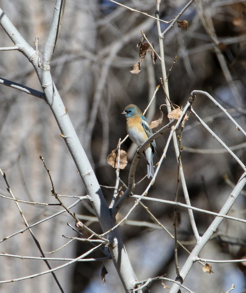 Lazulifink - ML649105476