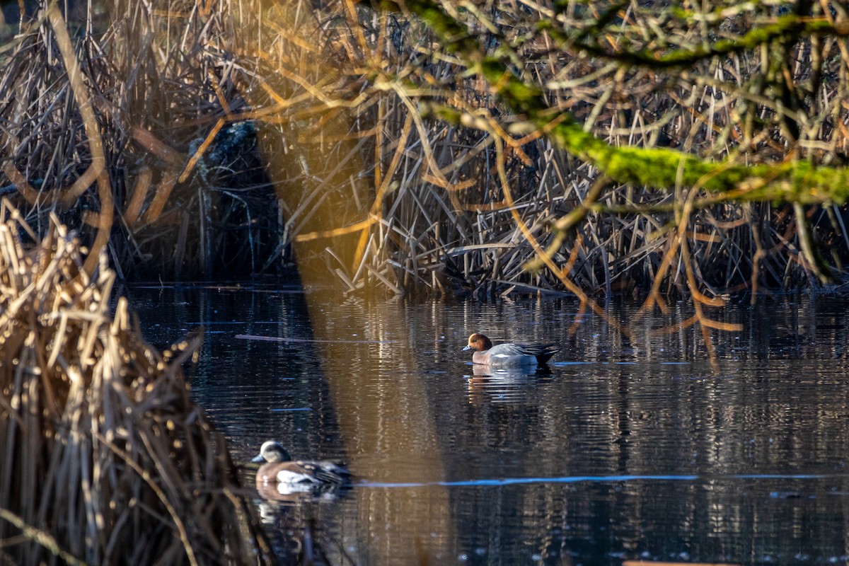 Свищ євразійський - ML649105565