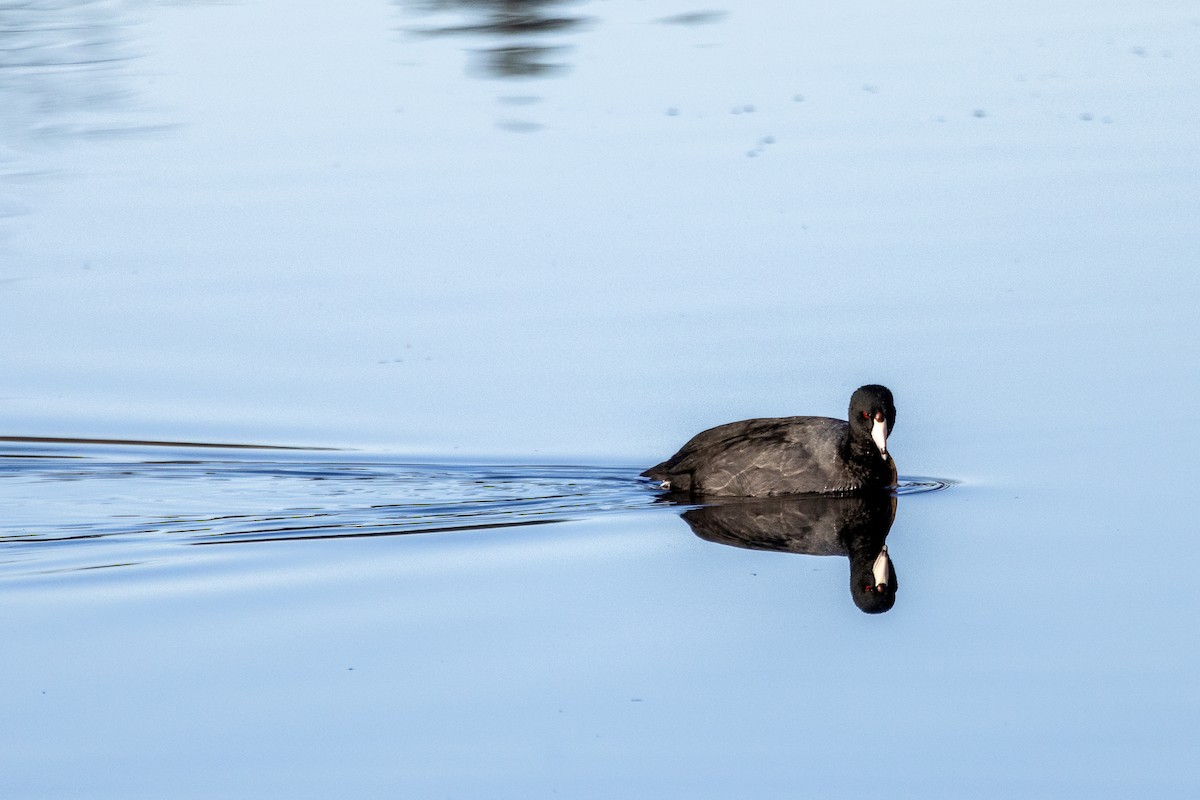 Лиска американська - ML649105580