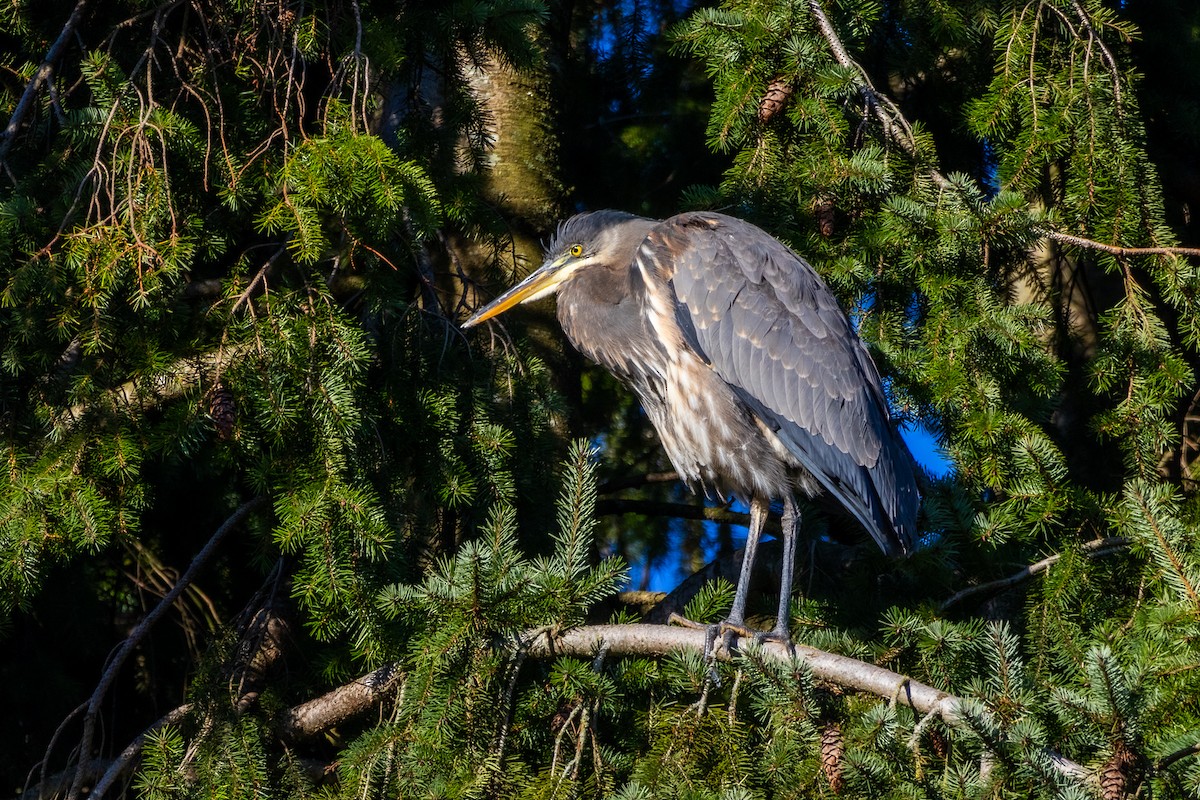 Чапля північна - ML649105596