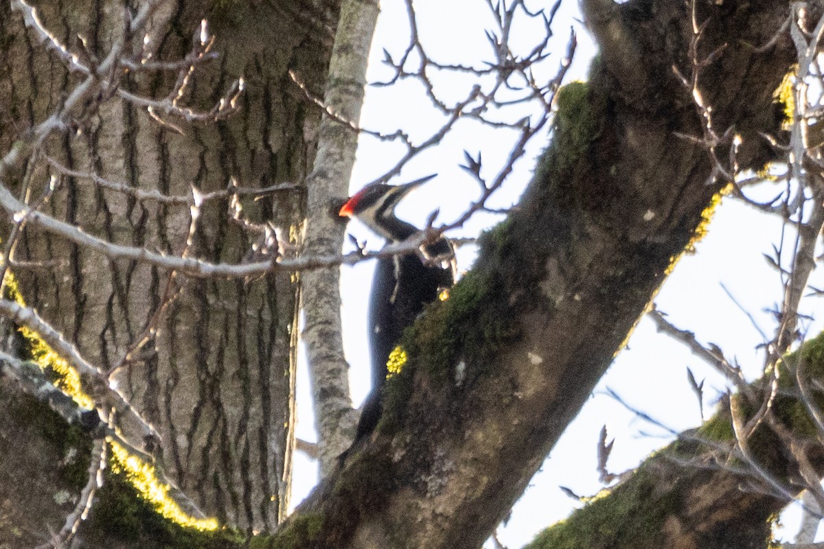 Жовна північна - ML649105612