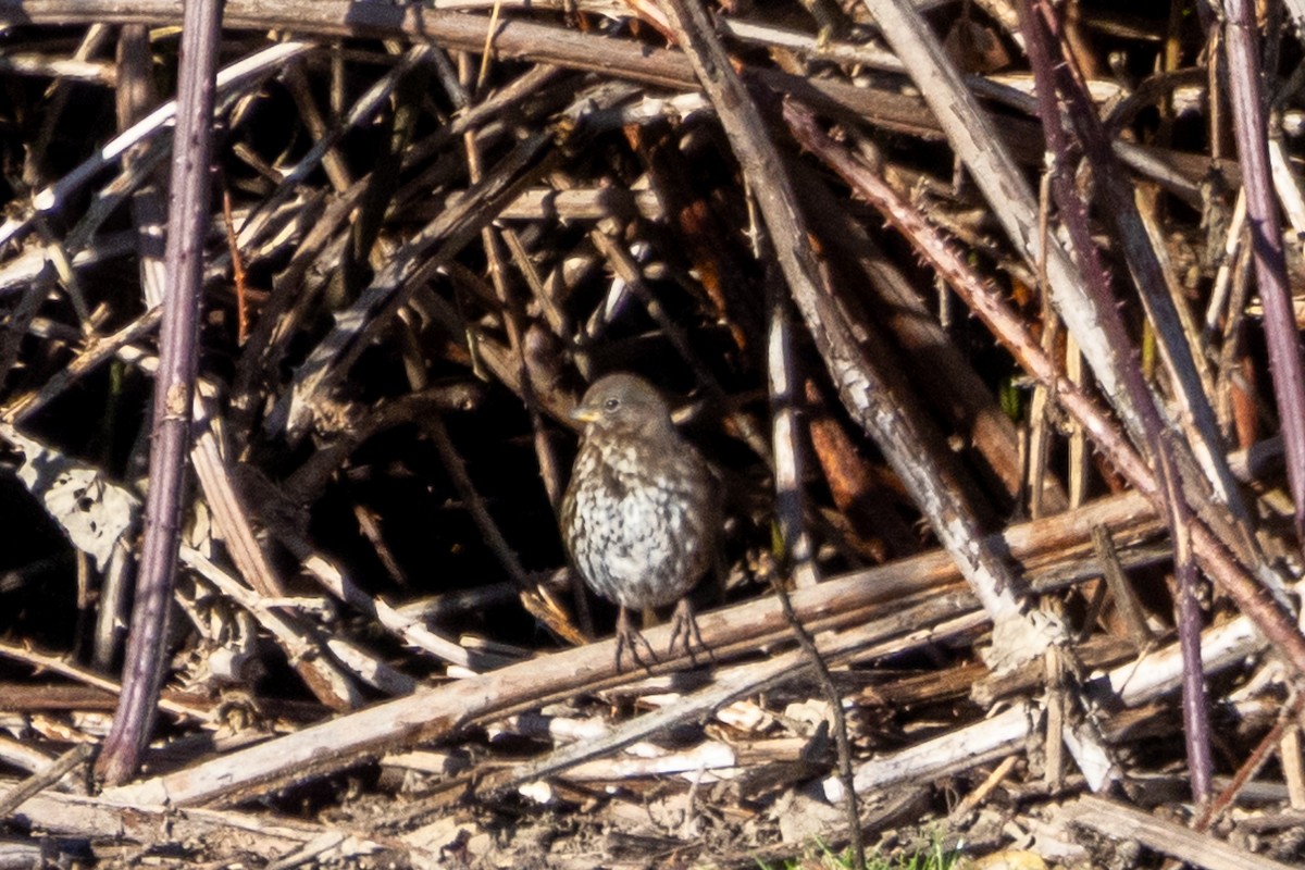 Пасовник рябогрудий - ML649105619