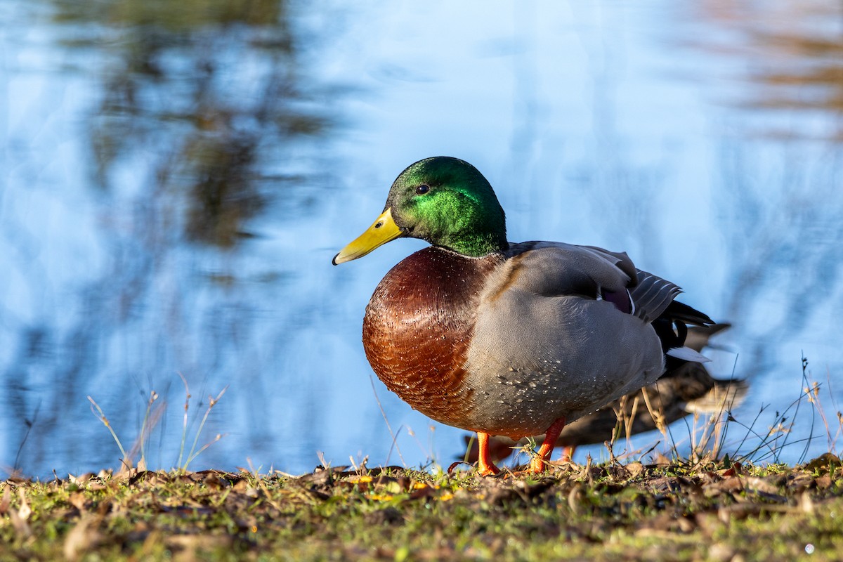 Крижень звичайний - ML649105623