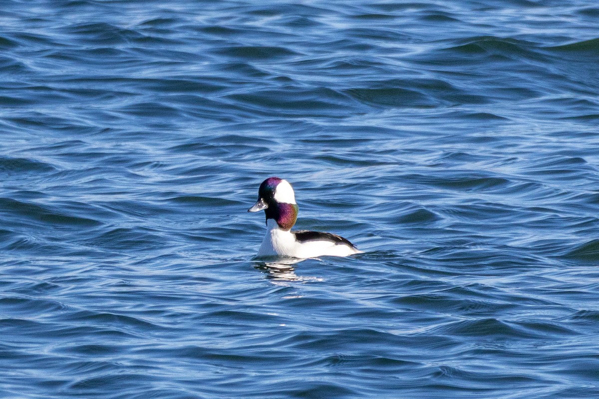 Гоголь малий - ML649105644