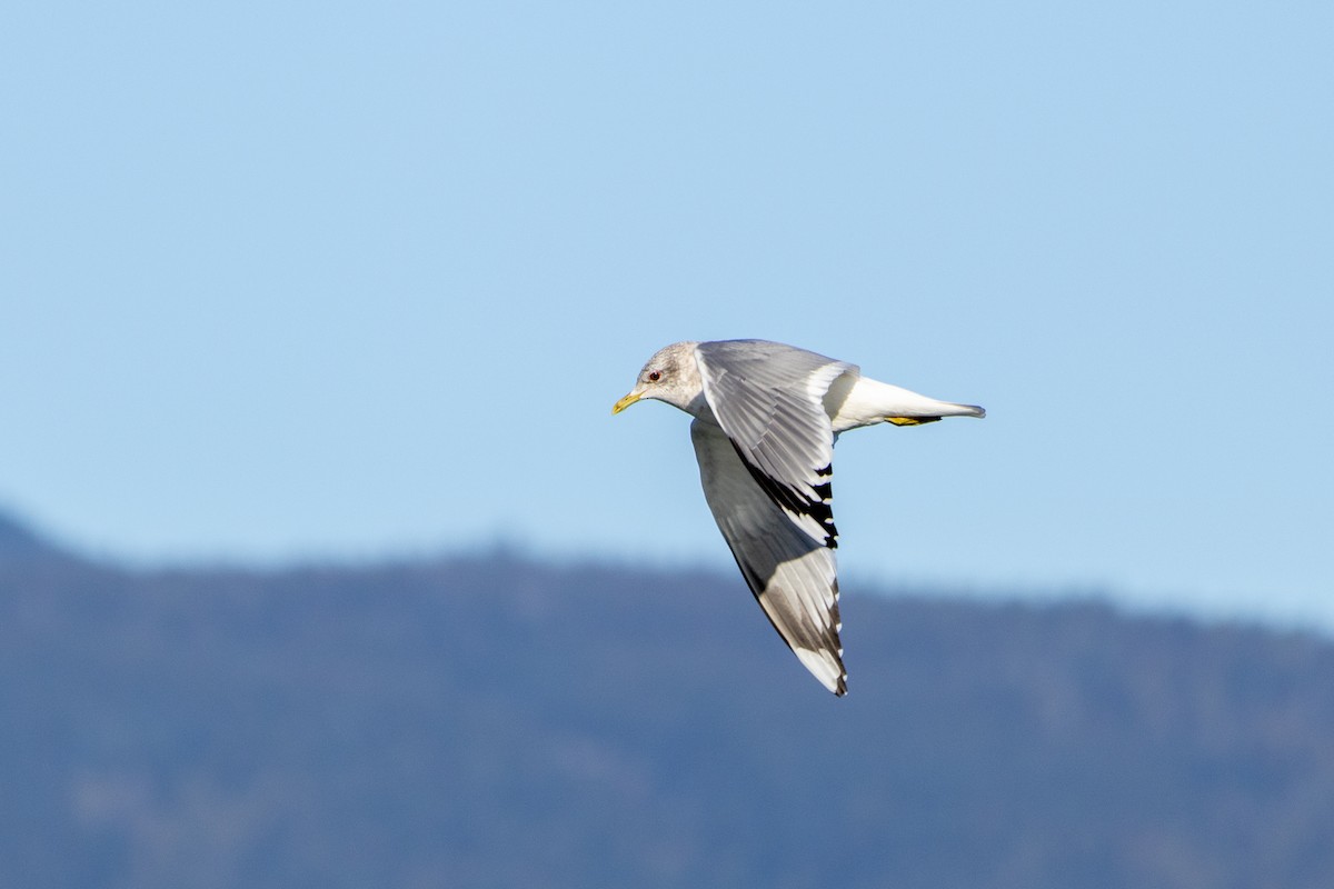 Мартин сивий аляскинський - ML649105682