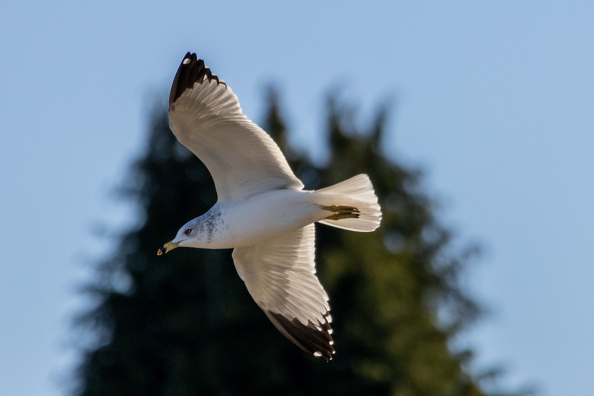 Мартин делаверський - ML649105691