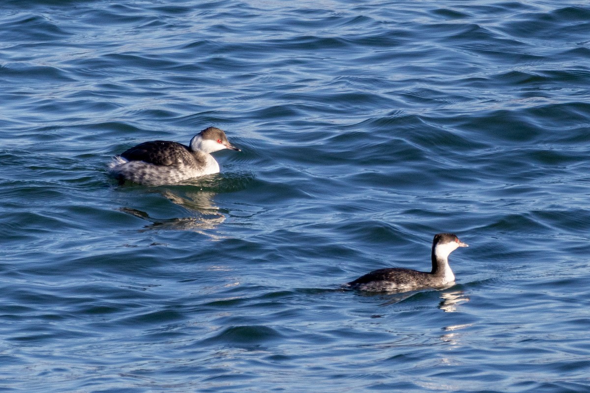 Пірникоза червоношия - ML649105708