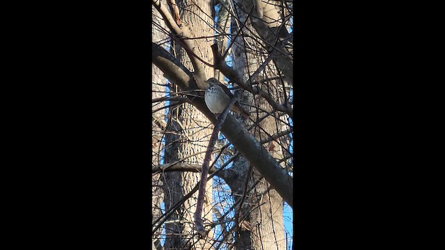 drozd rezavoocasý - ML649105719