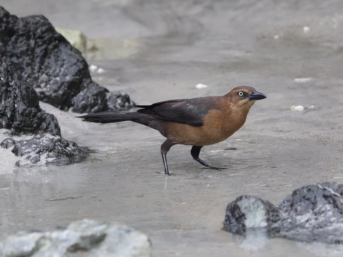 Zanate Mexicano - ML649105850