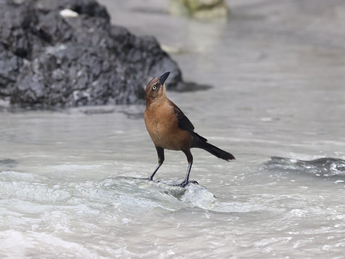 Zanate Mexicano - ML649105851