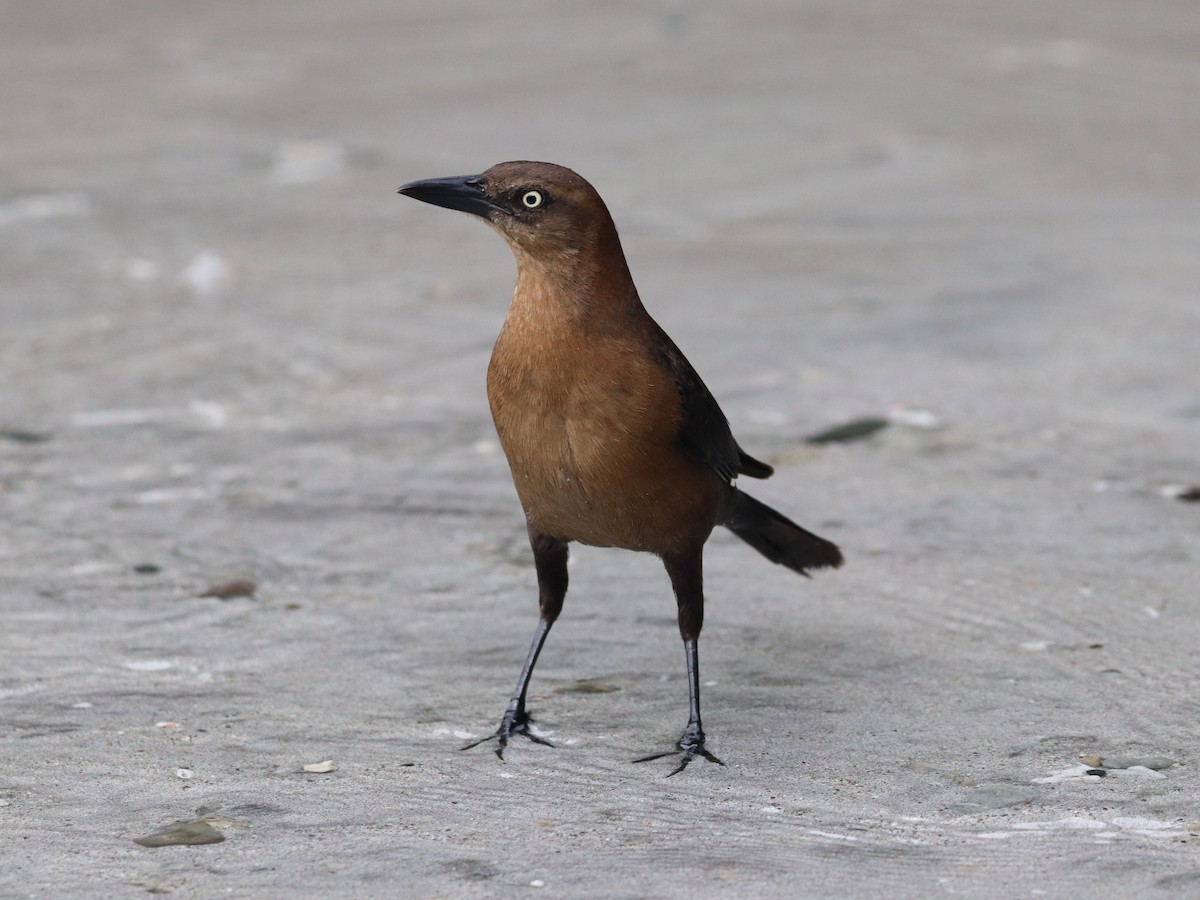 Zanate Mexicano - ML649105852