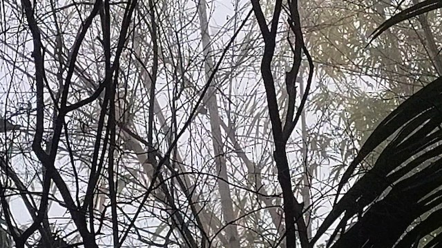 woodpecker sp. - ML649105928