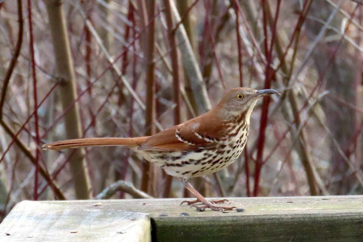 Moqueur roux - ML649105966