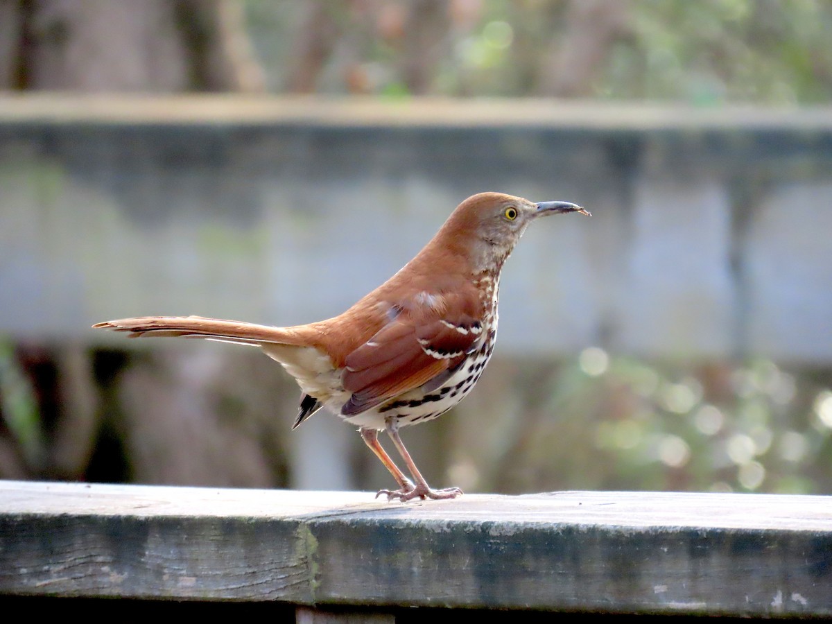 Moqueur roux - ML649105970