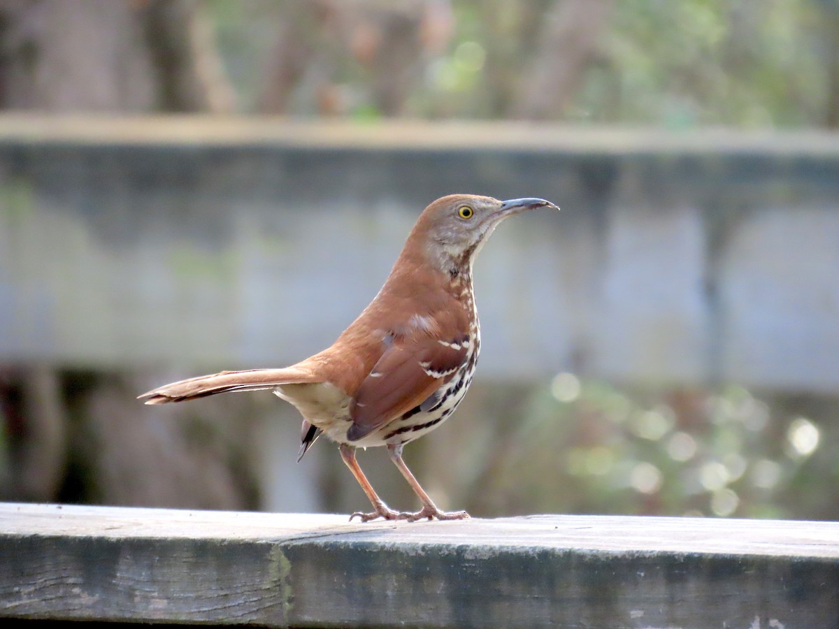 Moqueur roux - ML649105973