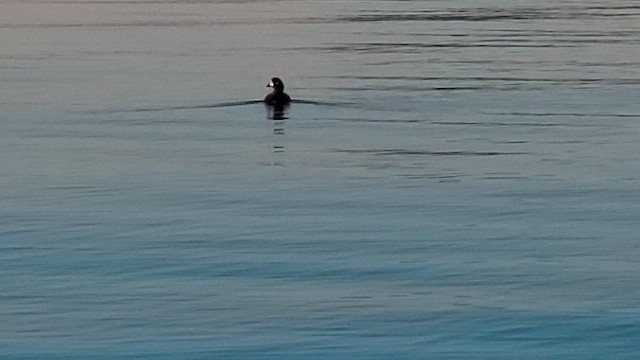 Harlequin Duck - ML649106135