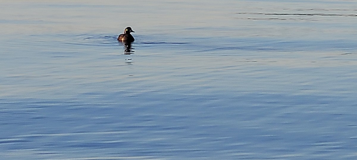 Каменярка - ML649106154