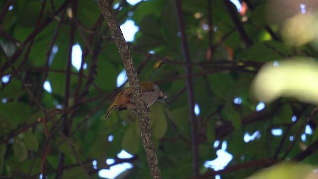 Buff-throated Saltator - ML649106186