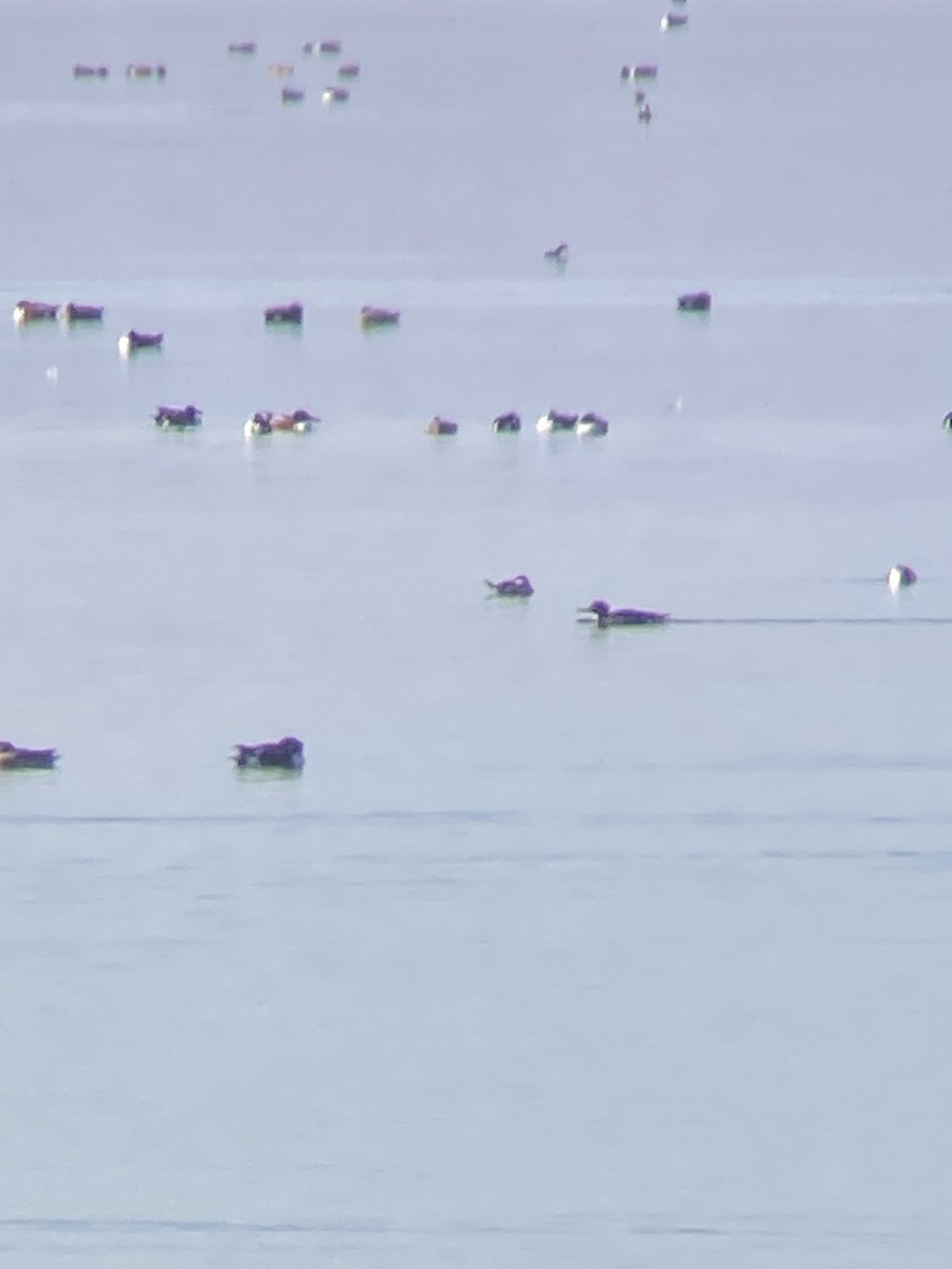 Red-breasted Merganser - ML649106430