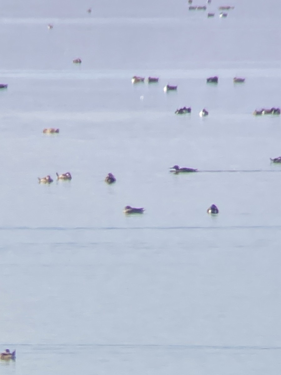 Red-breasted Merganser - ML649106431