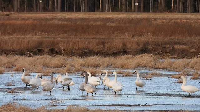 Zwergschwan - ML649106479